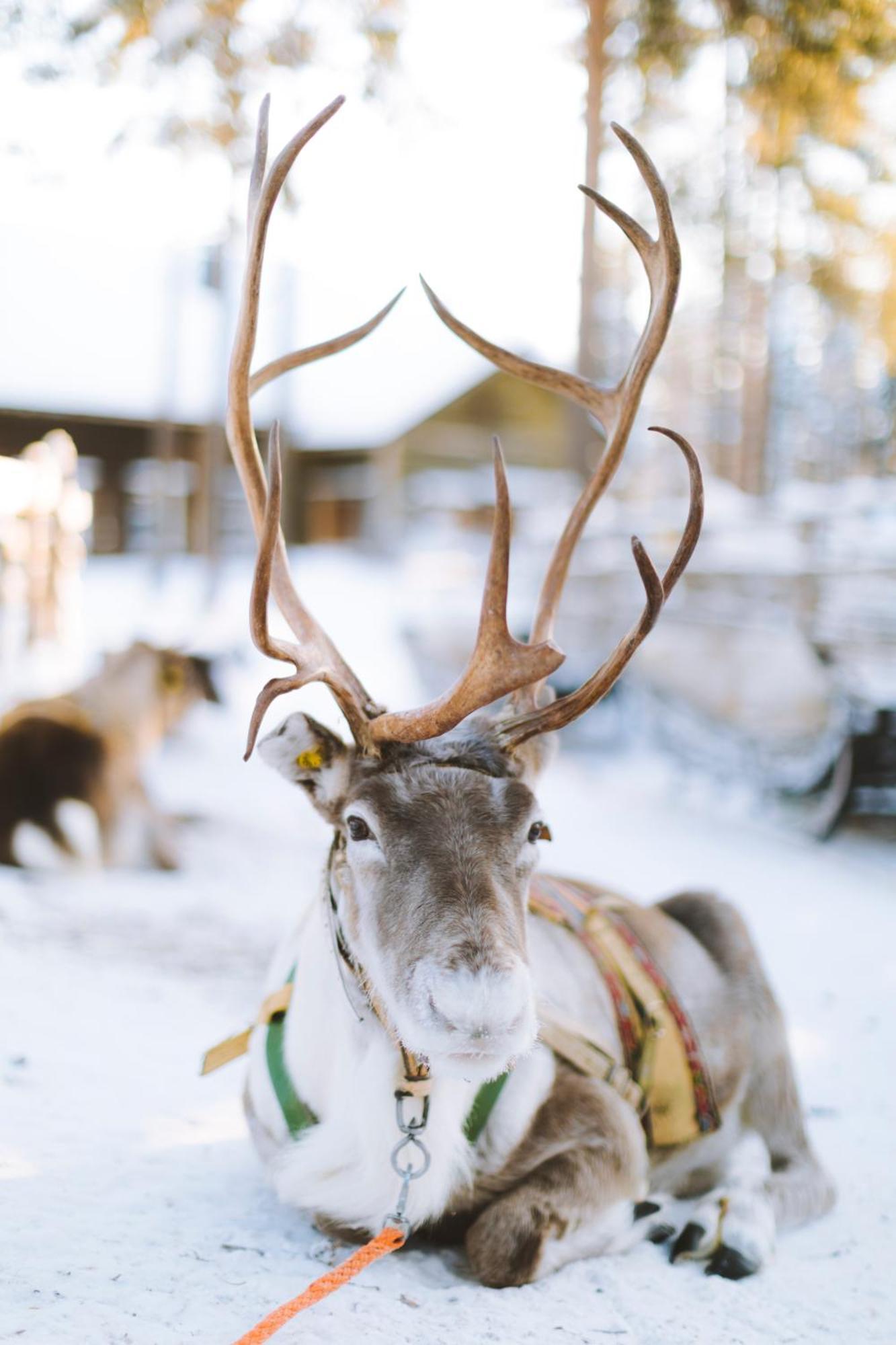 Reindeer Manor Levi Hotell Exteriör bild